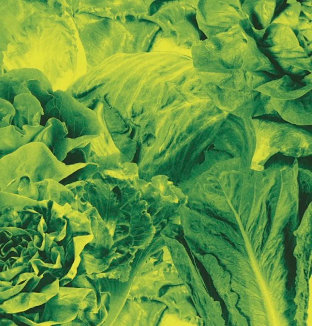 Lettuce - Monorail 3000 b/w Star Children